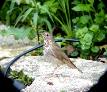 DSCN8318 c Gray-cheeked Thrush  Kankakee Co IL 5-13-13