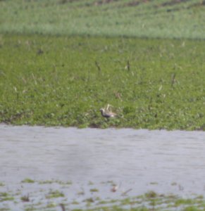 DSCN8628 c Black-bellied Plover  Kankakee Co IL 5-31-13