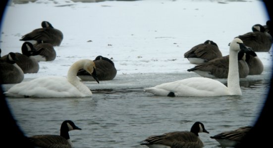 DSCN6778 c Trumpeter Swan  Kankakee Co IL 01-25-13