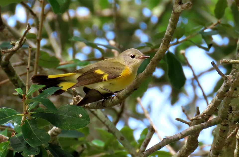 American Redstart
