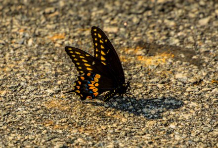 Day 233 - Black Swallowtail photo