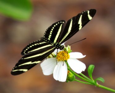 Zebra Heliconian butterfly on Spanish Needles wildflower