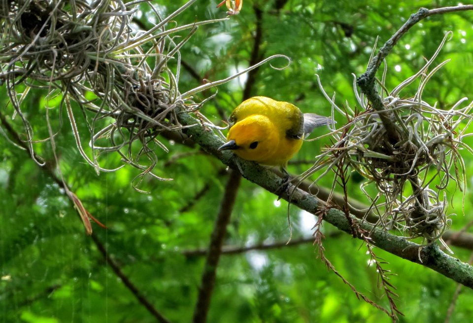 Prothonotary Warbler