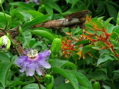 Passion Flower ( Maypop ) Brown Anole and Firebush blooms