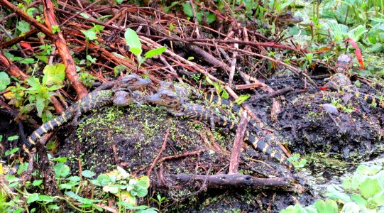 Baby Gators photo