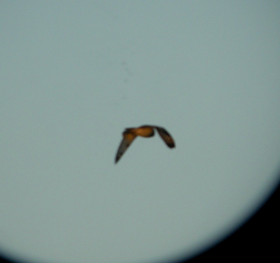 DSCN7323 c Short-eared Owl  Newton Co IN 3-28-13