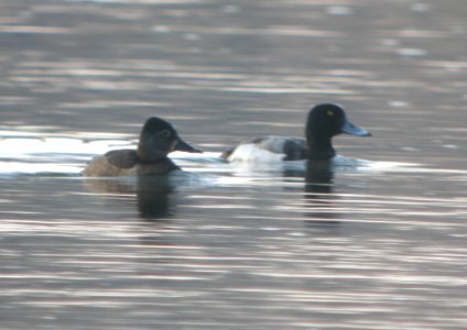 DSCN7333 c Ring-necked Duck (F) + Greater Scaup (M)  Kankakee Co IL 3-30-13