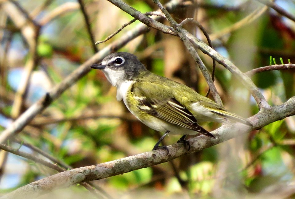 Blue-headed Vireo
