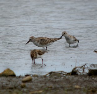 DSCN8552 c White-rumped Sandpiper (Larger Bird)  Kankakee Co IL 5-20-13