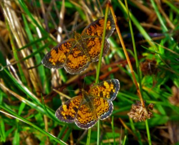 Pearl Crescent Butterflies