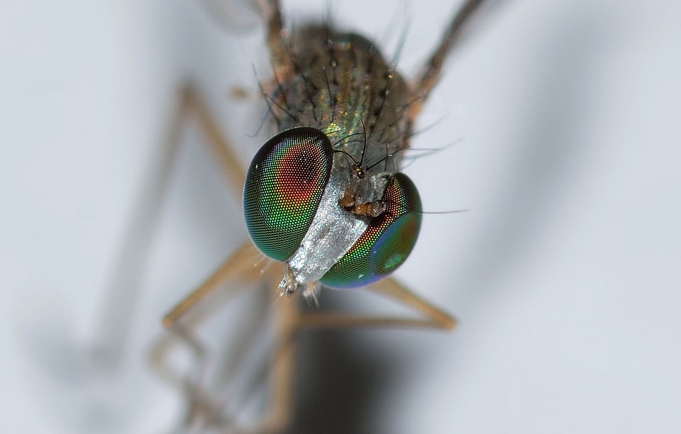 Insects diptera moscow