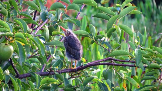 Baby Green Heron photo