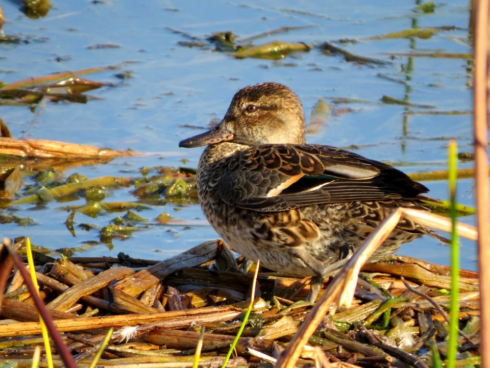 Green-winged Teal