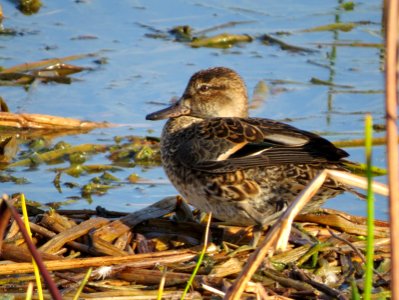 Green-winged Teal photo