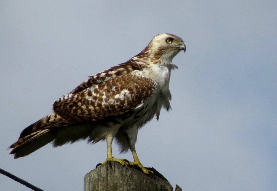Krider's Red-tailed Hawk