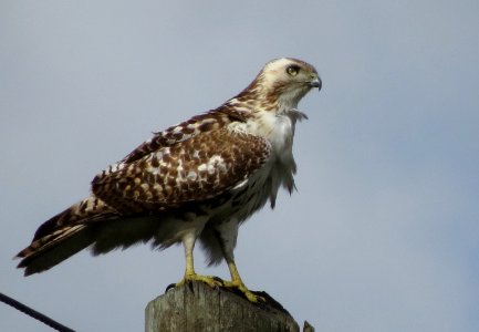 Krider's Red-tailed Hawk photo