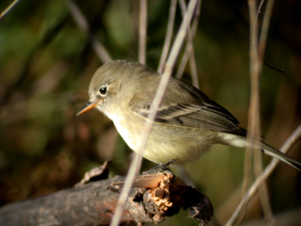 DSCN5384  Gray Flycatcher Patagonia Lake SP Patagonia AZ 12-24-04
