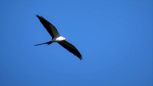 Swallow-tailed Kite