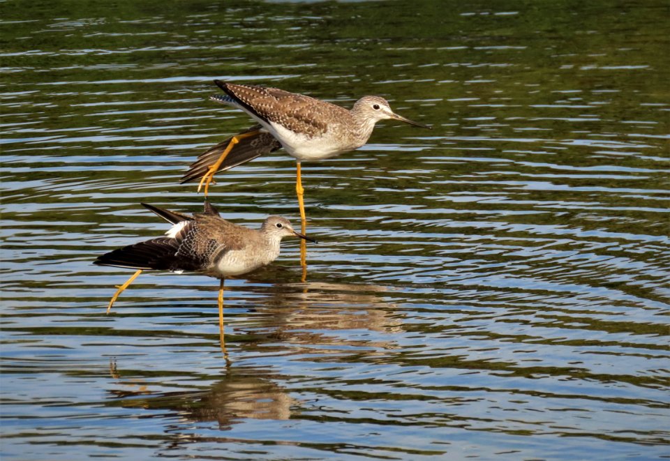 Greater and Lesser Yellowlegs