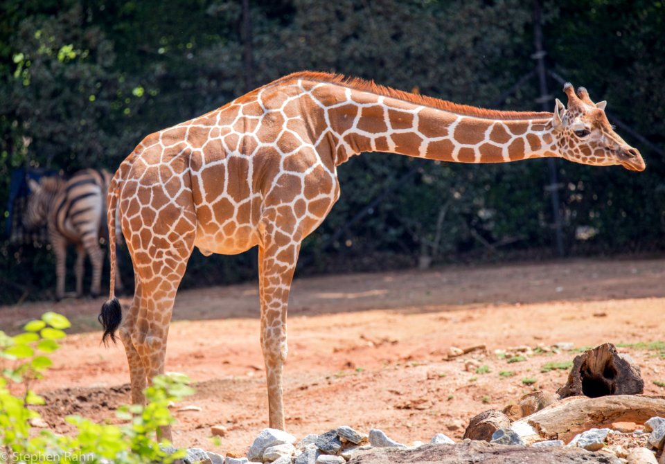Zoo Atlanta Giraffe photo