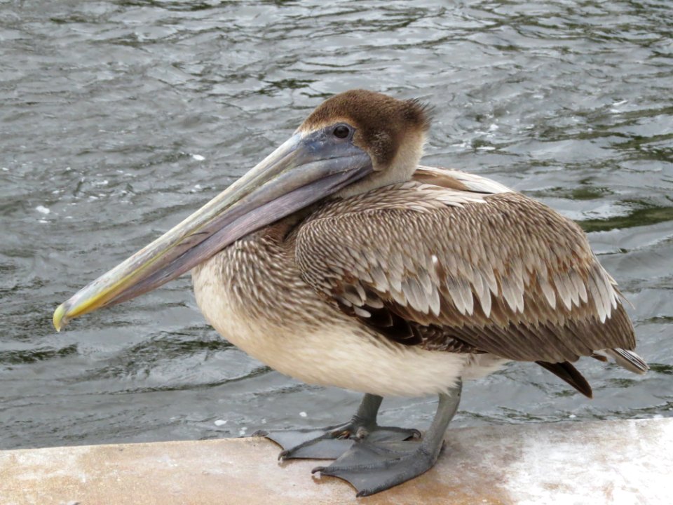 Brown Pelican