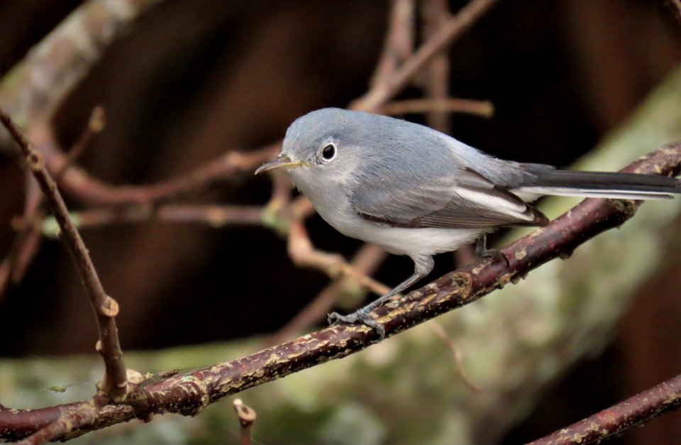 Blue-gray Gnatcatcher