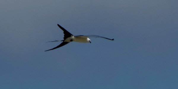 Swallow-tailed Kite photo