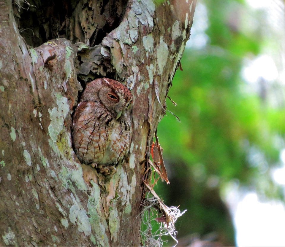 Eastern Screech-Owl