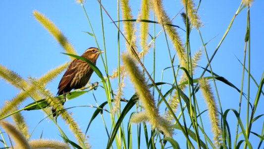 Red-winged Blackbird female