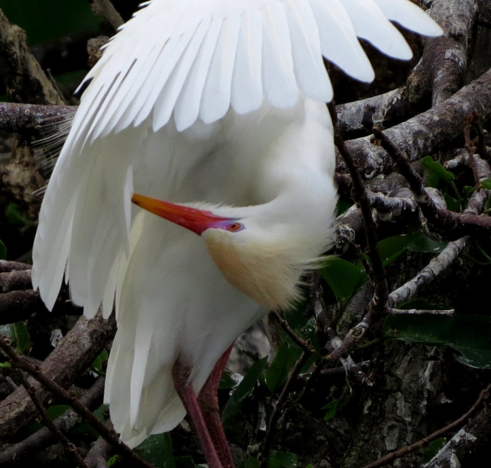 Cattle Egret in breeding colors