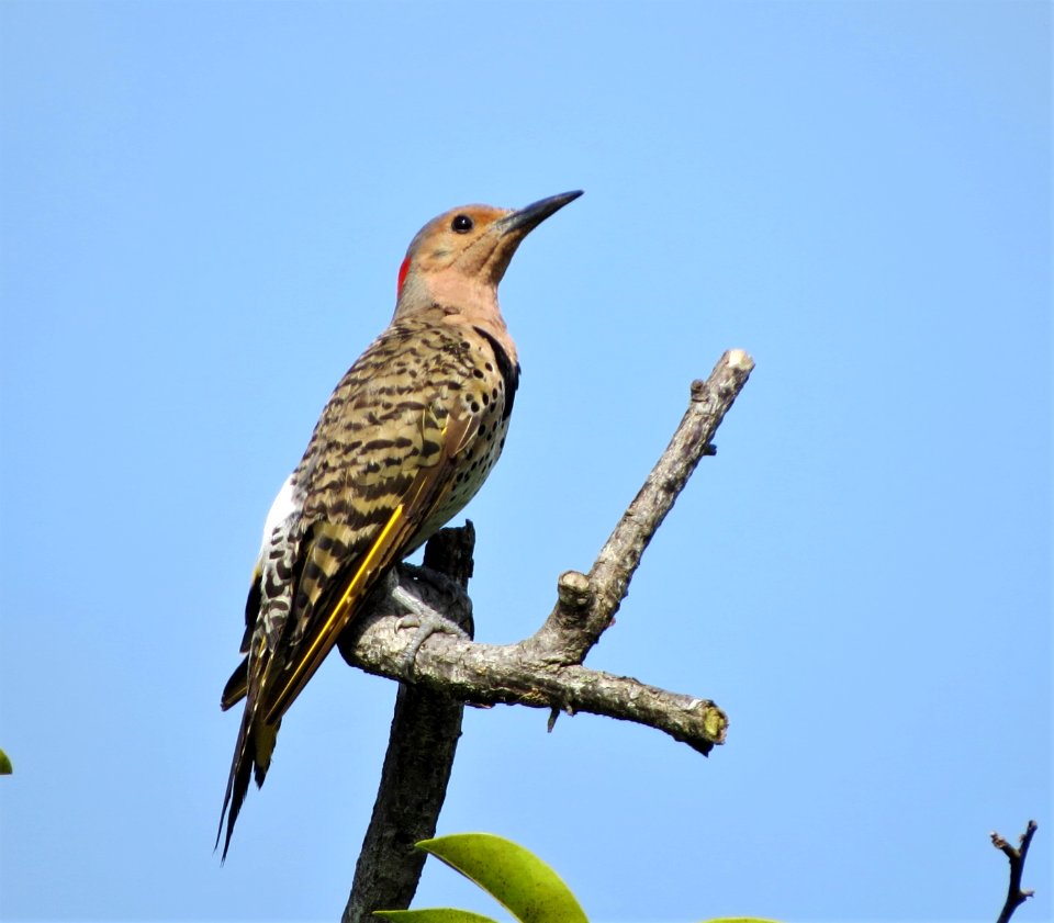 Northern Flicker ( Yellow Shafted )