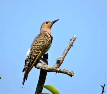 Northern Flicker ( Yellow Shafted ) photo