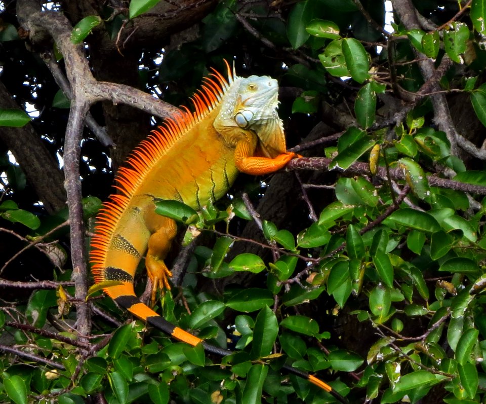 Iguana