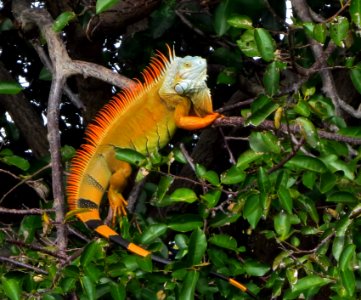 Iguana