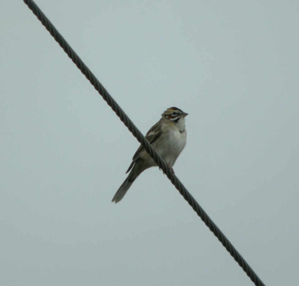 DSCN6498 c Lark Sparrow E. Kankakee Co IL 4-20-11