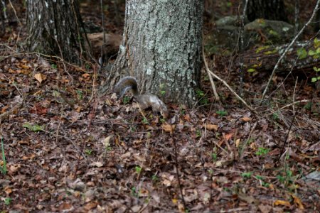 Squirrel on Kennesaw Mountain