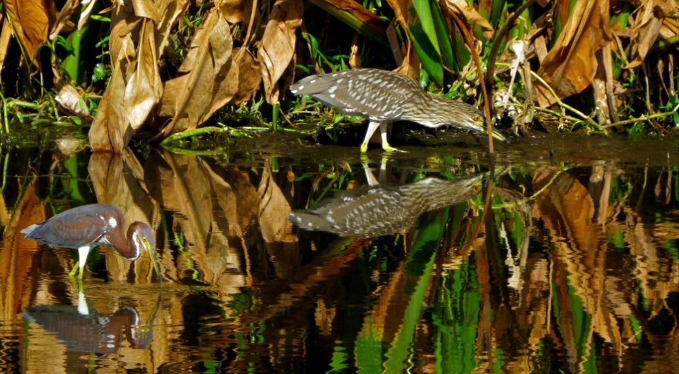 Tricolor Heron and immmature Black-crowned Night-Heron photo