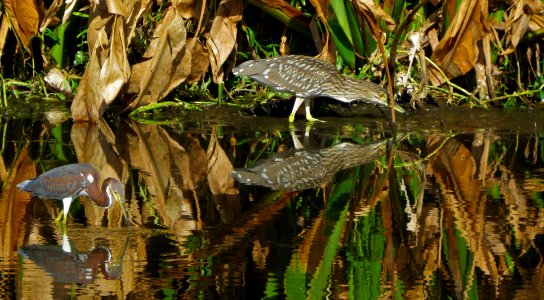 Tricolor Heron and immmature Black-crowned Night-Heron