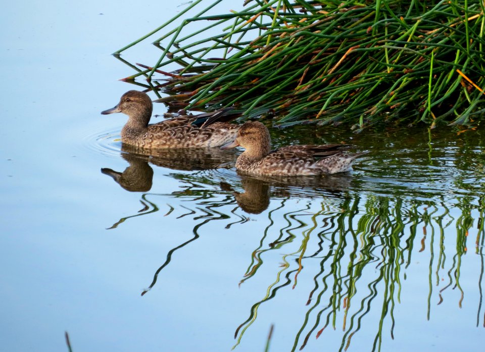 Green-winged Teal