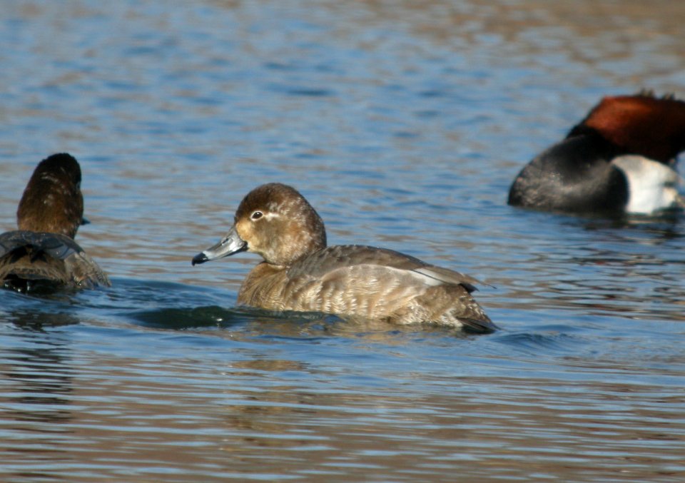 DSCN7015 c Redhead  Newton Co IN 2-13-13
