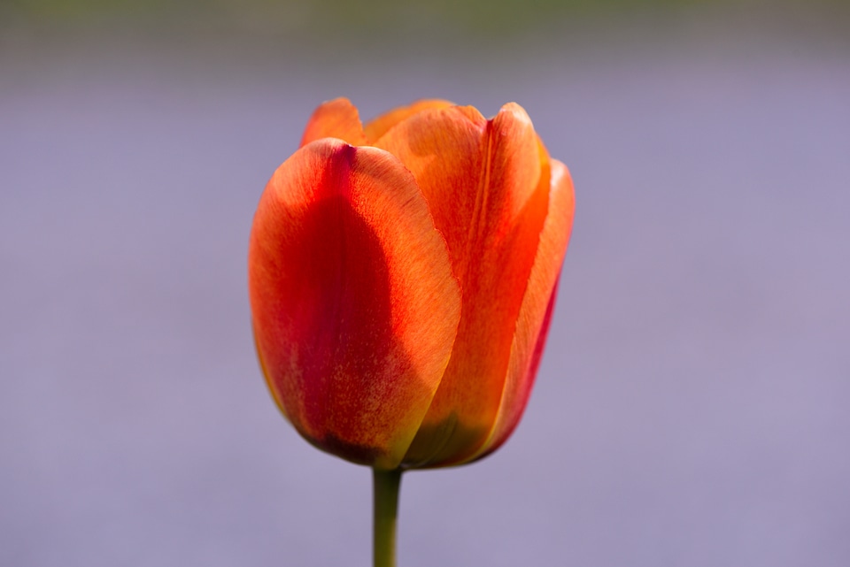 Blossom bloom orange red