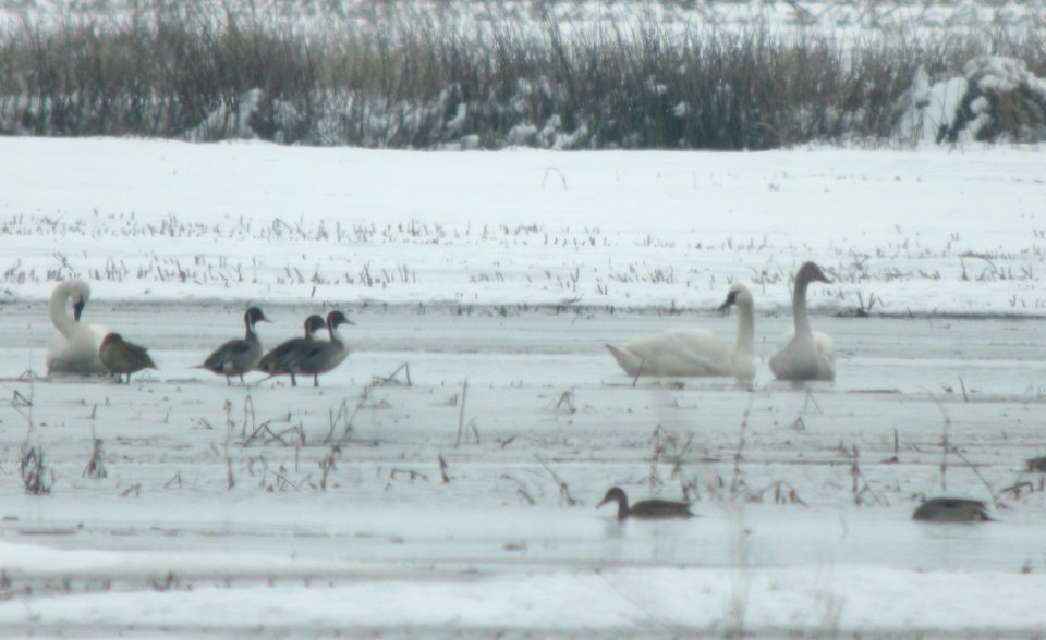 DSCN7137 c Tundra Swan  Newton Co IN 3-7-13