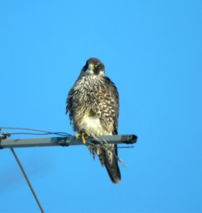 DSCN5392 c Peregrine Falcon (Juvenile) Kankakee IL 12-18-10 photo