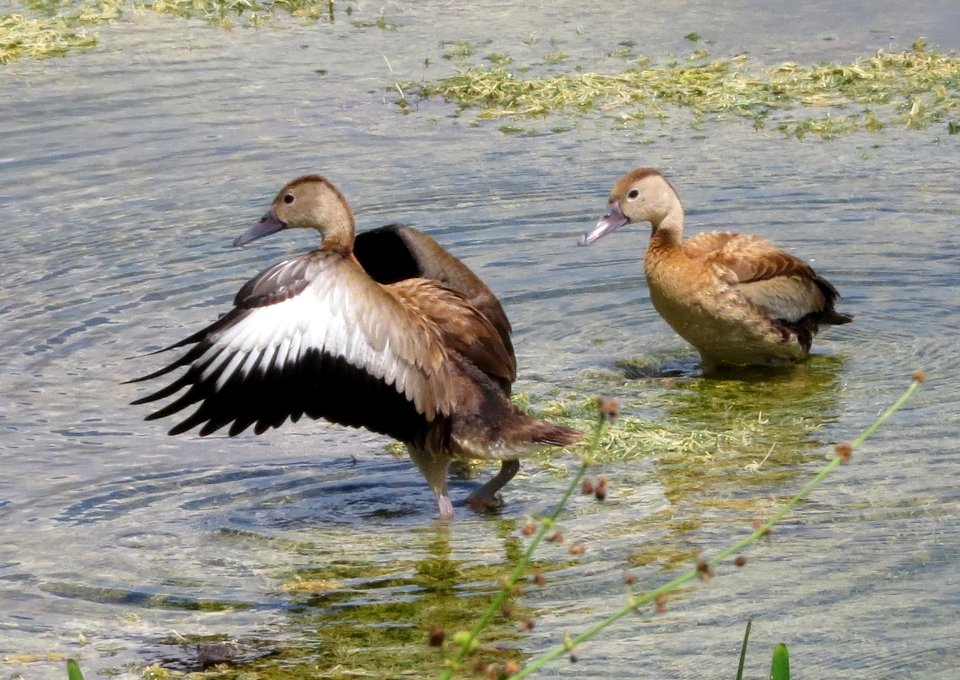 Black-bellied Whistling Ducks