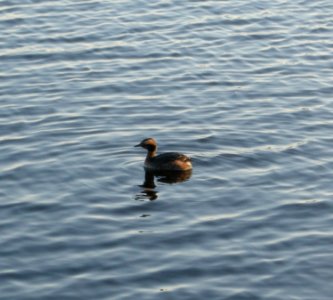 DSCN7534 c Horned Grebe  Newton Co IN 4-20-13
