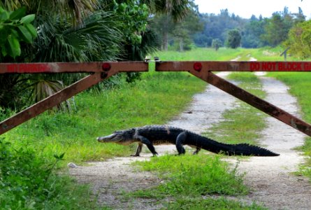 Alligator on the Marsh Trail, Lox