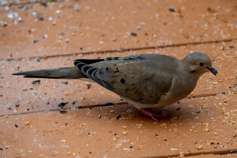 Day 38 - Mourning Dove