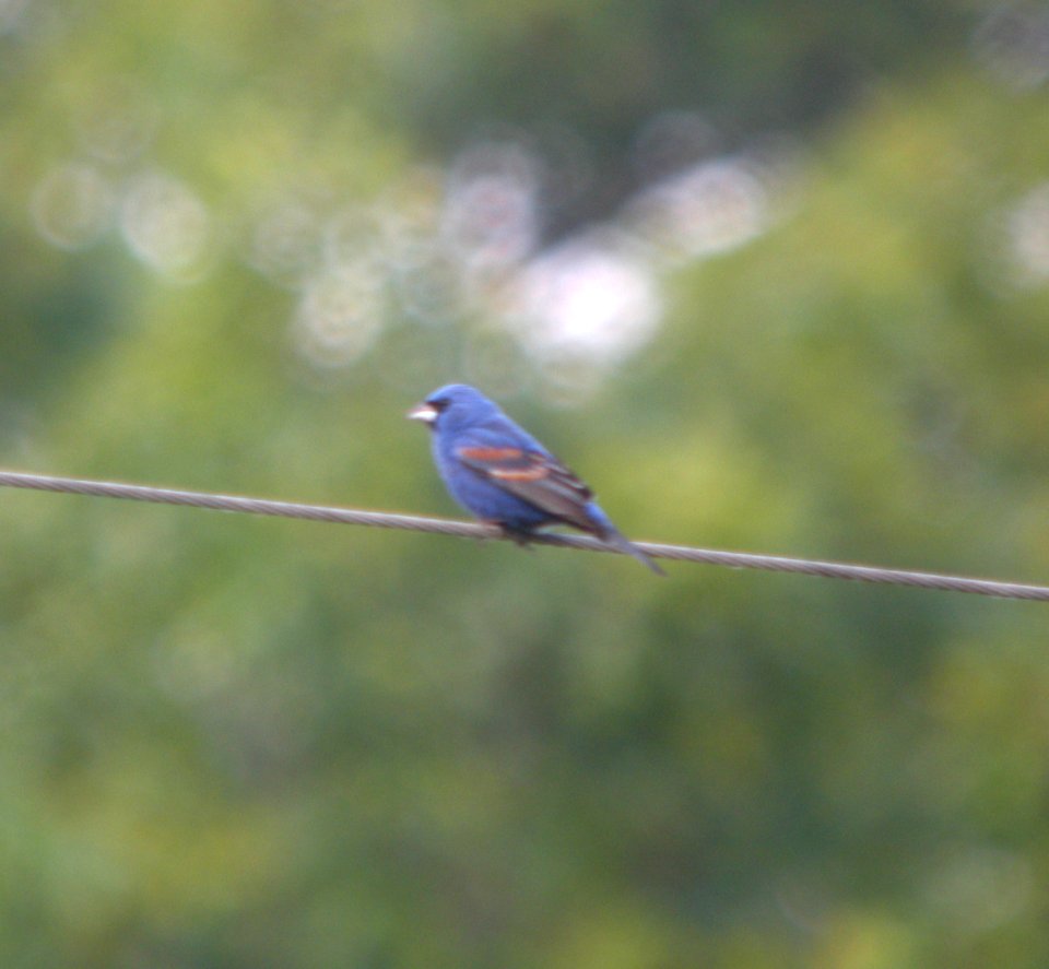 DSCN8699 c Blue Grosbeak Newton Co  IN 6-9-13