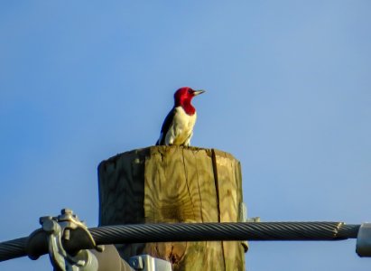 Red-headed Woodpecker