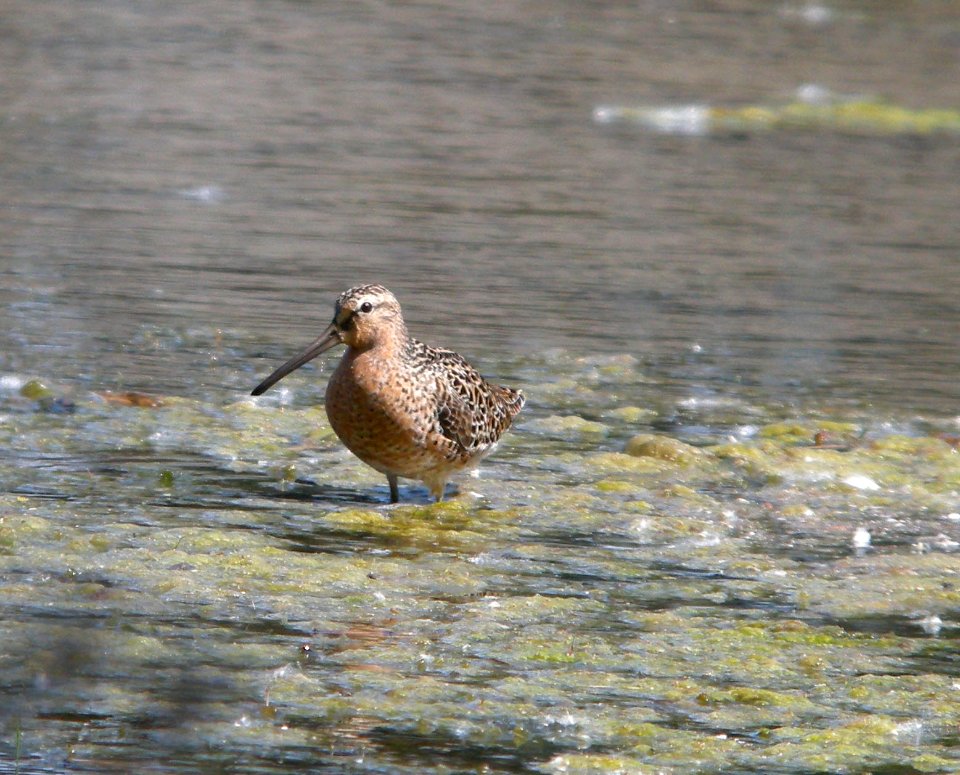 DSCN3282 c Short-Billed Dowitcher  Kankakee Co IL 5-15-12